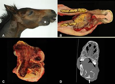 A Rare Case of Vascular Proliferation in the Mandible of a Juvenile Horse